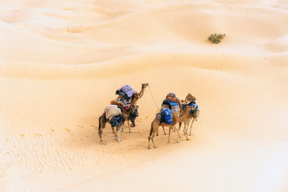 Loaded camels and their handler crossing rippled sand dunes in the Tunisian desert.
